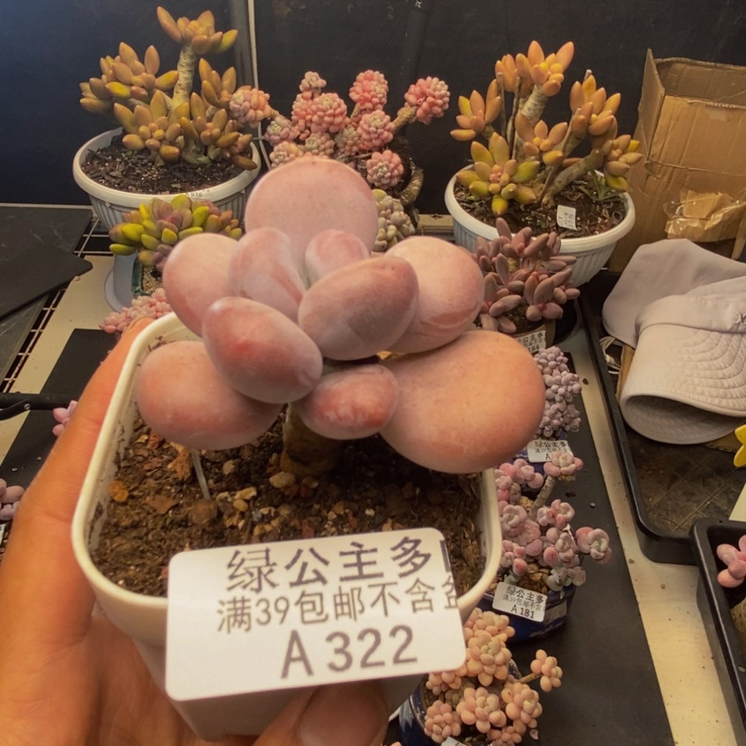 322橙雪球多肉5c m