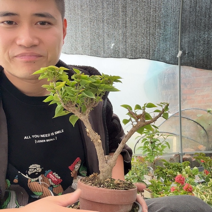 完全开放三角梅9号