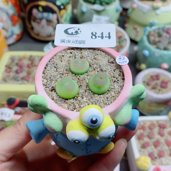 生石花花花花花花844