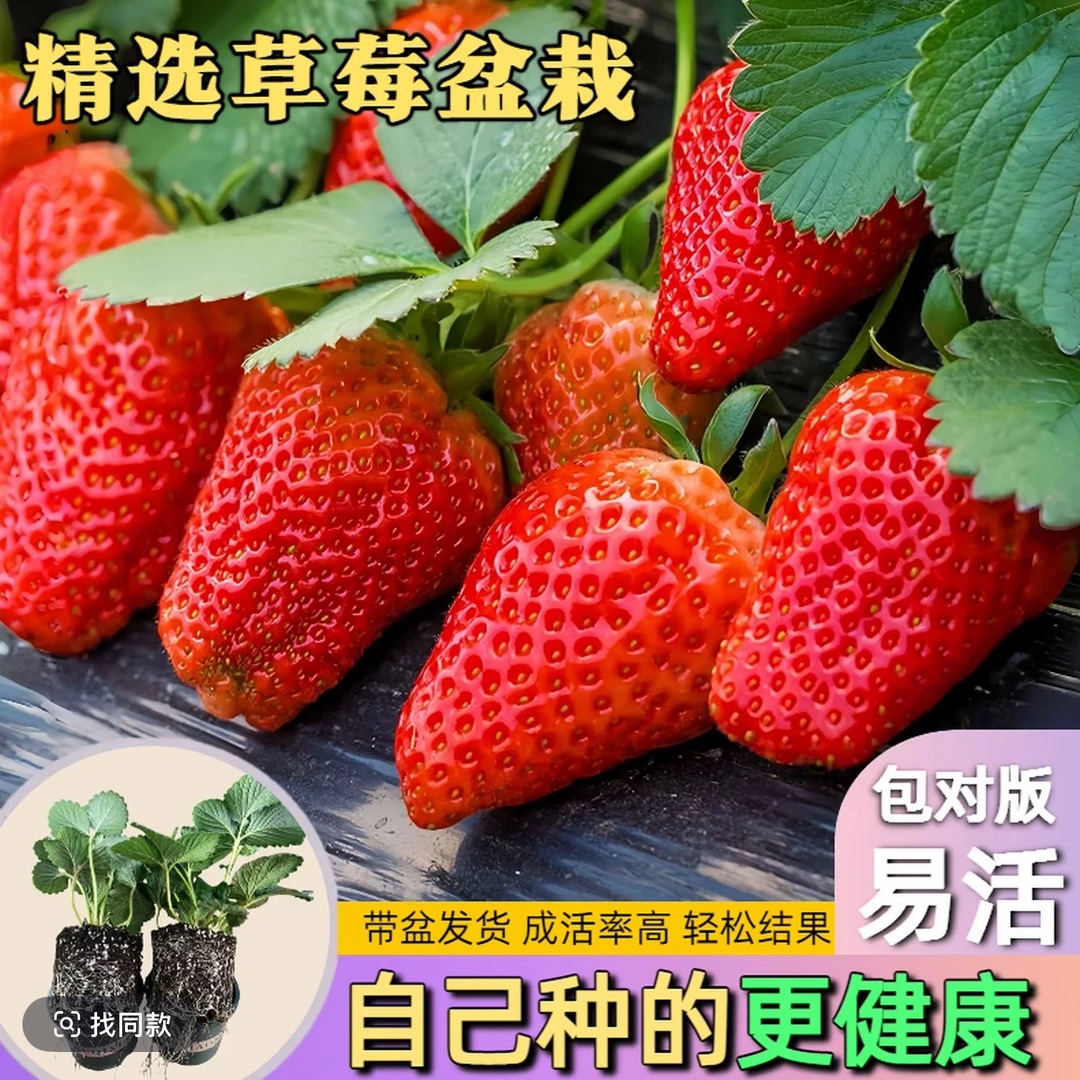 苗带花带果盆栽好养活四季带土穴盘南北种植原盆