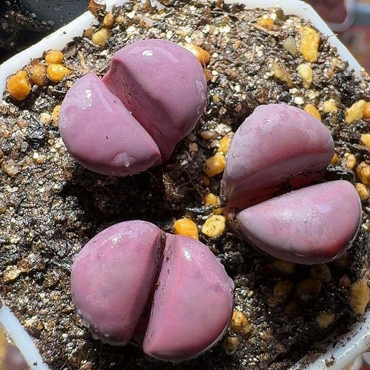 生石花121122。   198