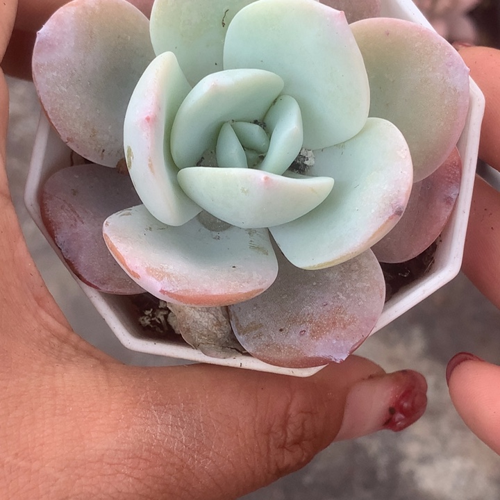 奶茶 一代 （满9.99包邮不满9.99发空盆）