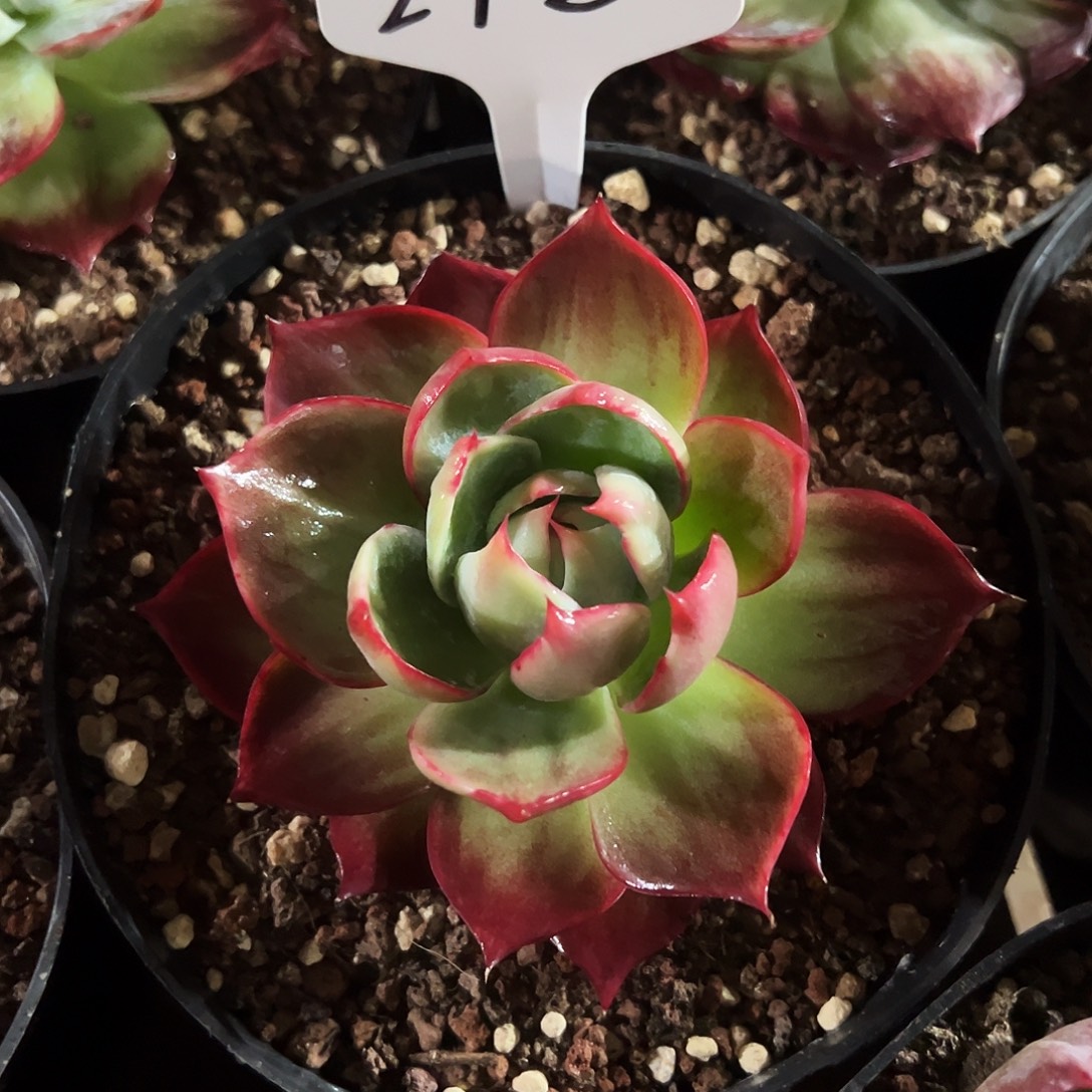 娃***惊鸿仙子一物一拍242号