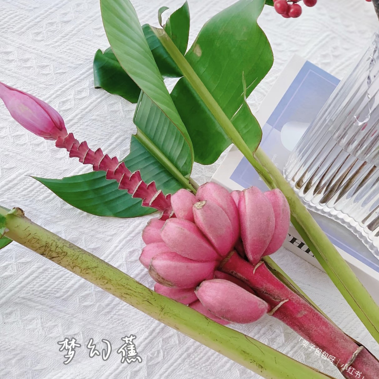 小众稀有粉色梦幻蕉鲜切花室内水培植物家用插花云南直发