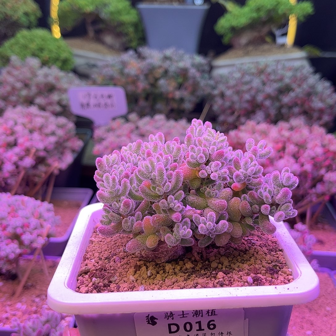016优选冰晶提根造型桩