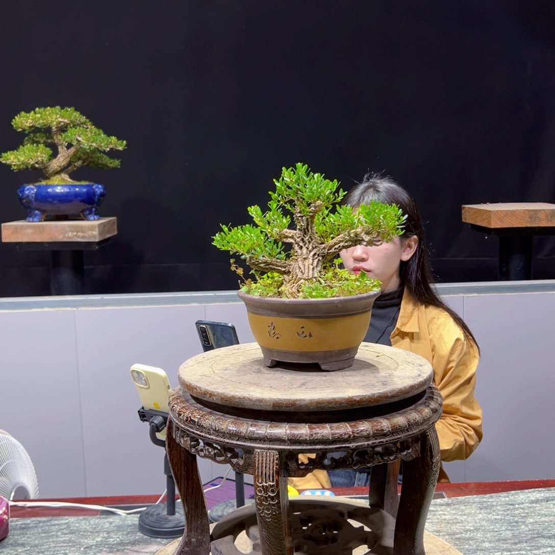 黄杨盆景老桩四季常青