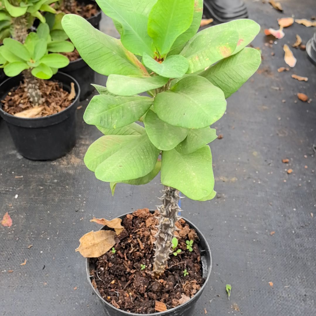 一***金完全开放金辉直播间一物一拍