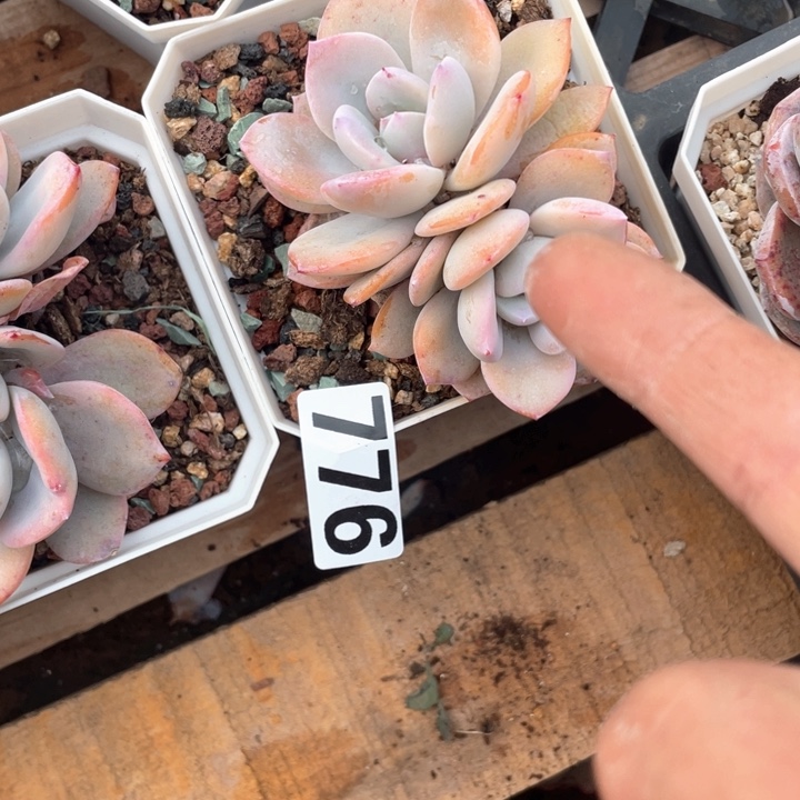 航****厂多肉植物一物一拍