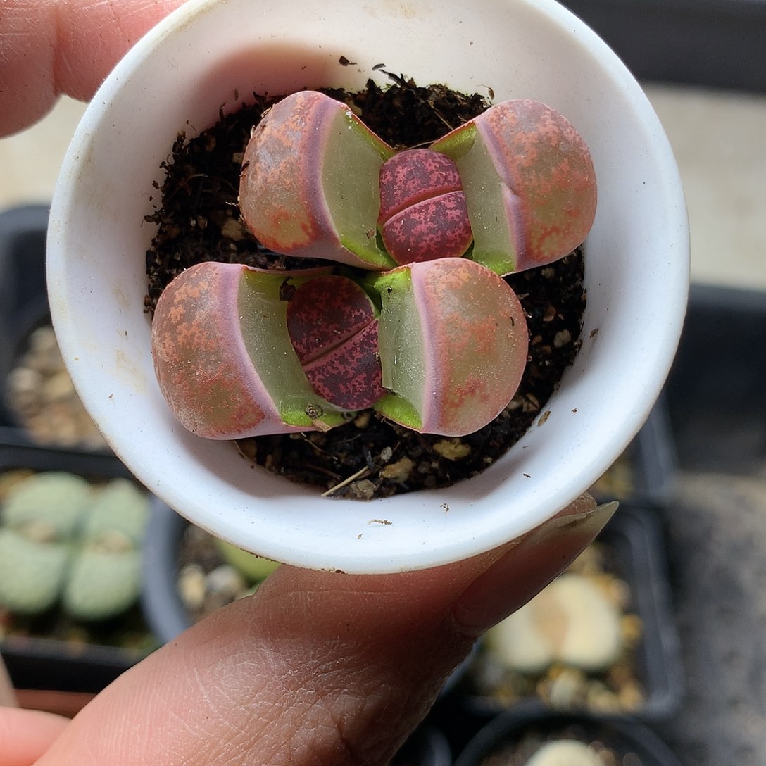 K341多肉植物保护研究所