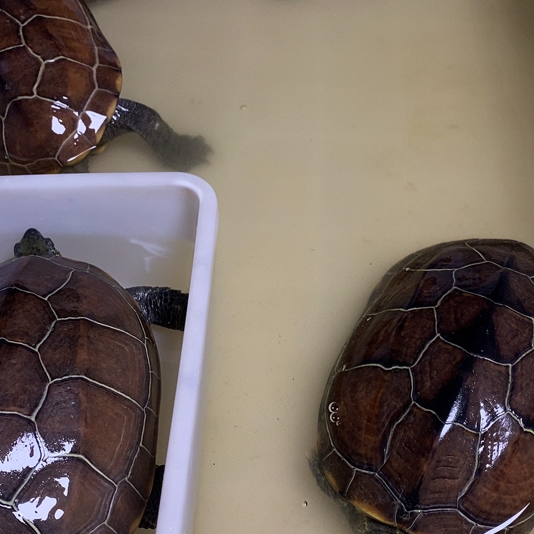 快***天绿毛龟公888888888888888