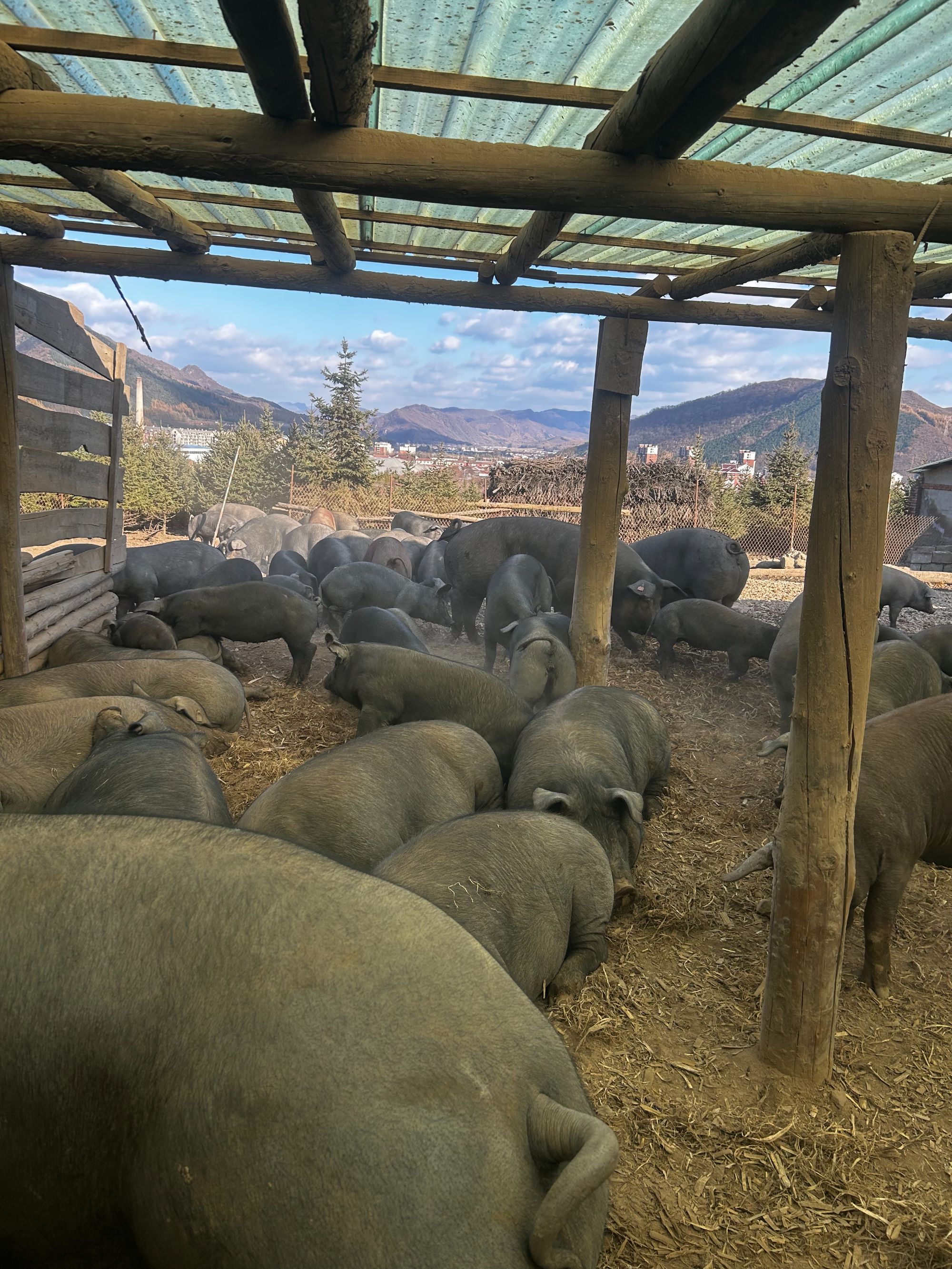 散养跑山黑猪蹄 顺丰包邮