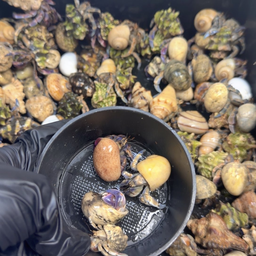 寿山石上还有几棵古隐身娃娃菜都好吃