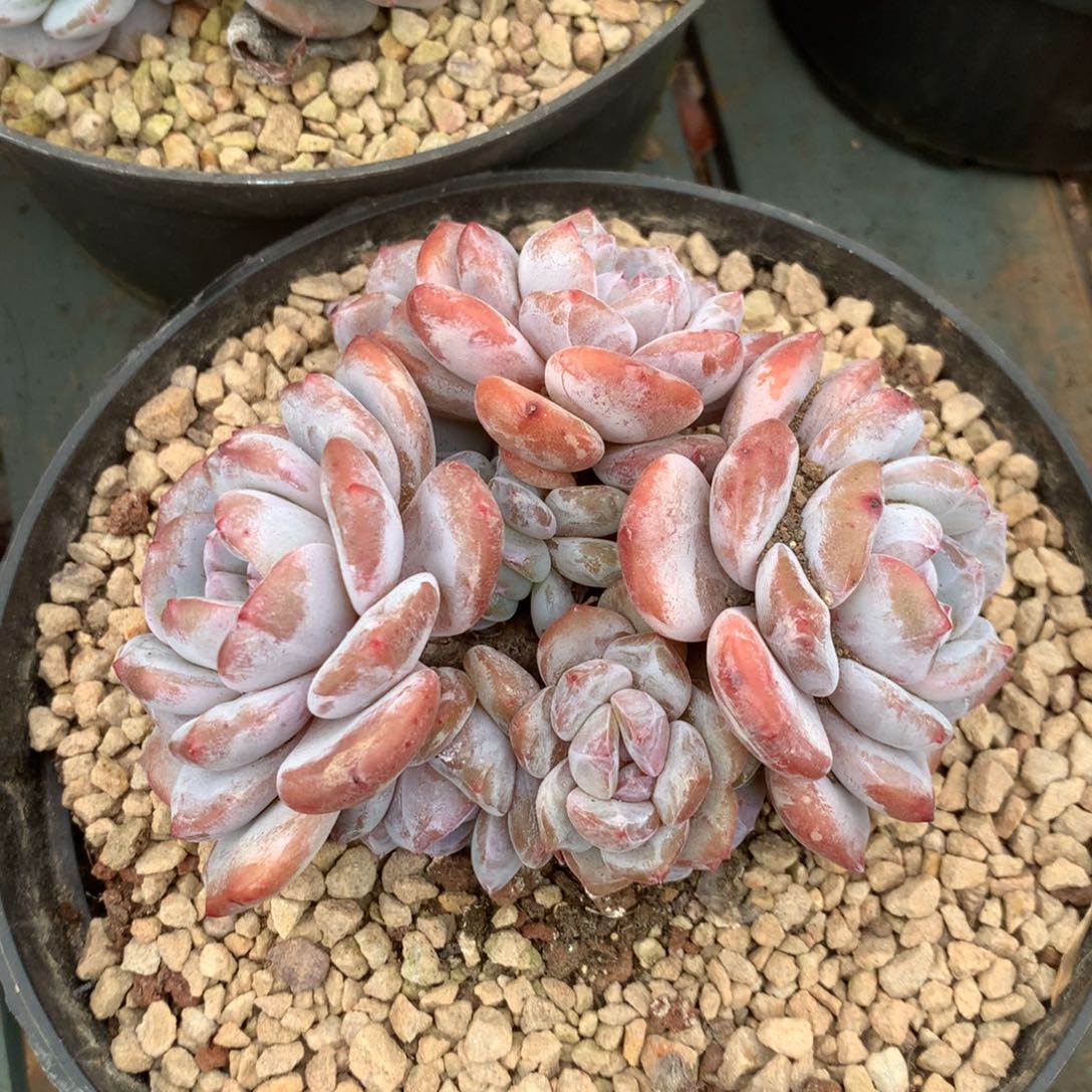 无花朵9头花花花花花花花