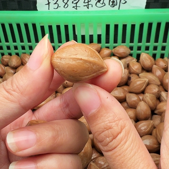 奋***青手串/手链橄榄核橄榄