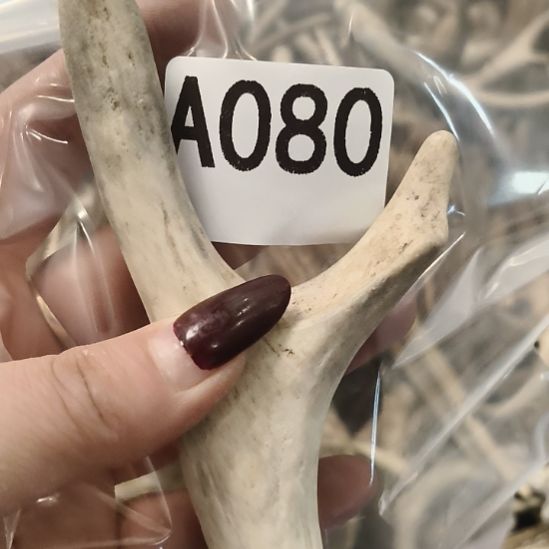 张***民鹿角鹿角鹿角鹿角鹿鹿