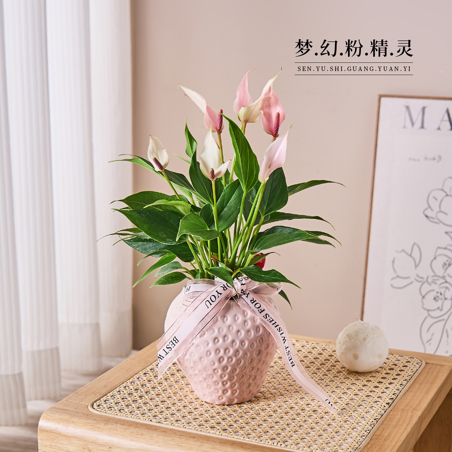 粉掌莉莉办公室内客厅桌面绿植花卉耐阴好养活植物开业乔迁礼物