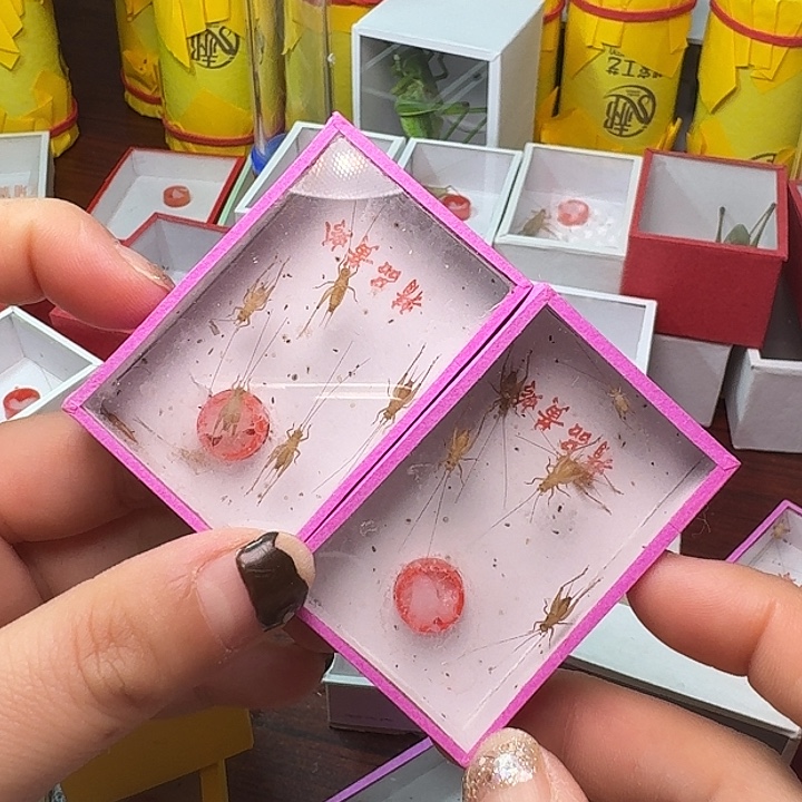 戴***燕蟋蟀2盒小黄。          