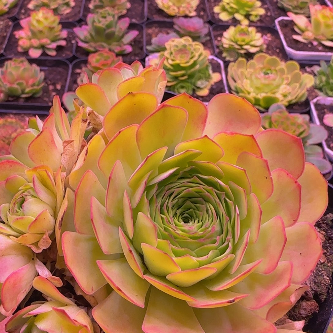 幻影玫瑰群1324343538686868683