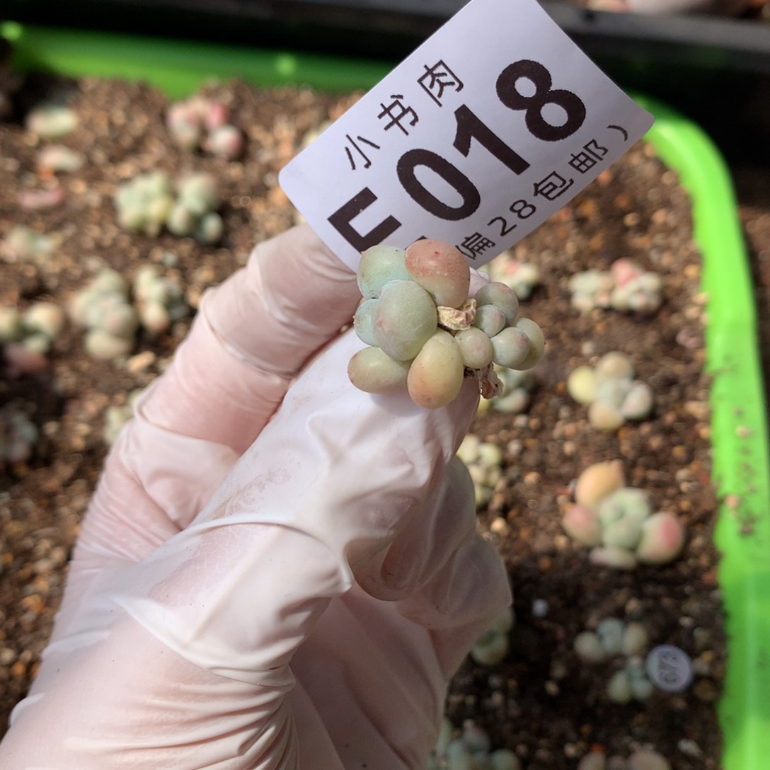 018 奶酪多肉 萤火虫 正版