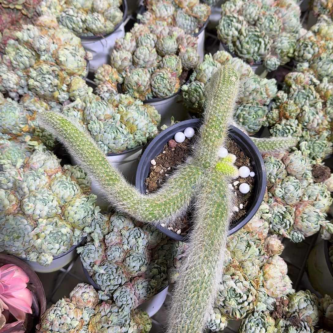 九尾狐三头多肉植物