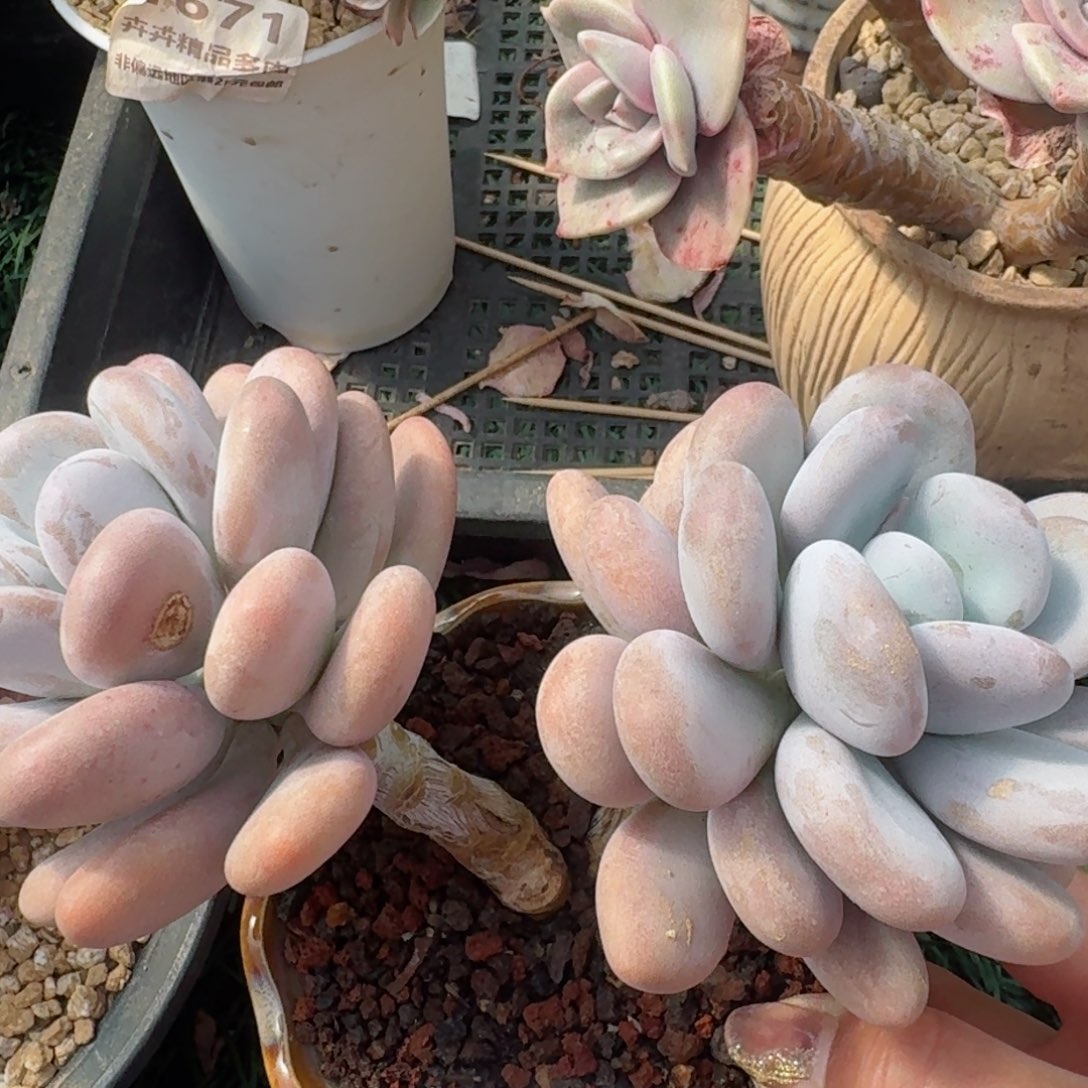 1846一物一拍（满28包邮）