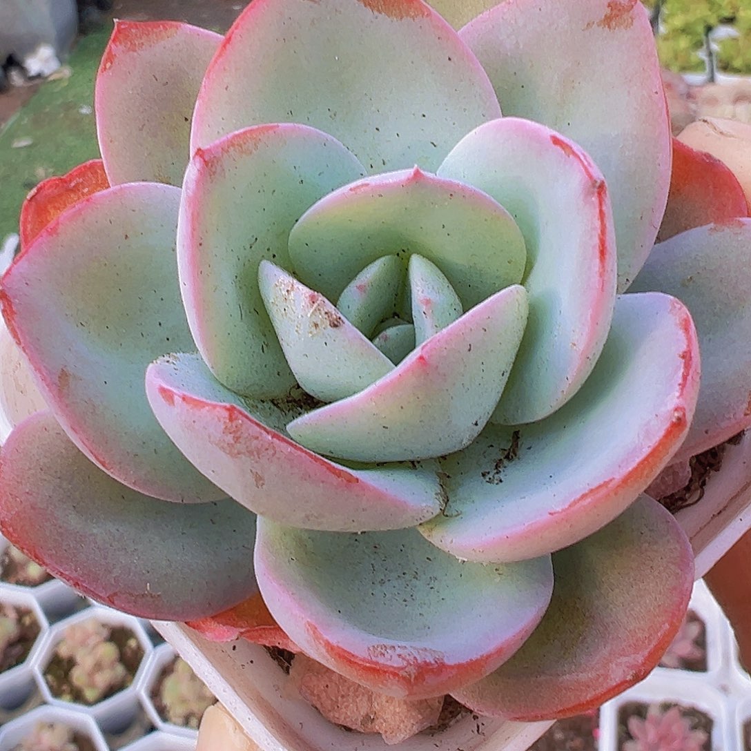 布鲁兰19包邮多肉植物