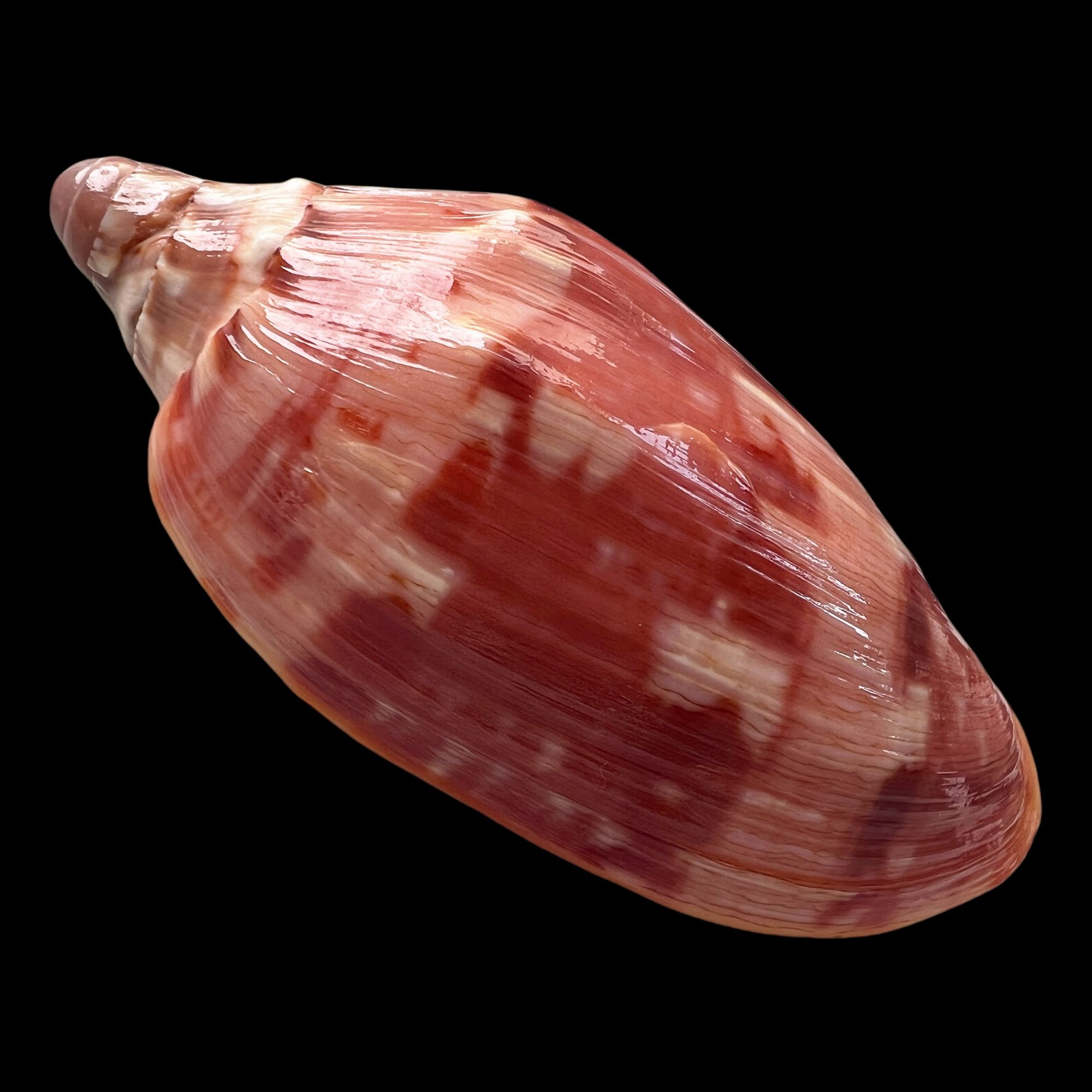 【王子涡螺 | 名贝老50珍】87.4mm GEM  菲律宾 贝壳H4