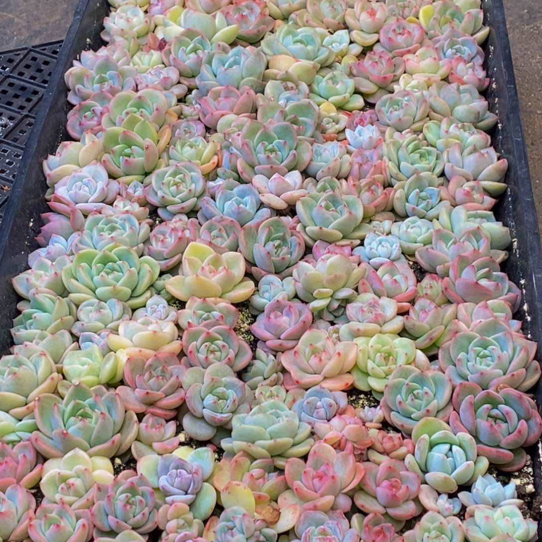 956多肉植物保护研究所所长