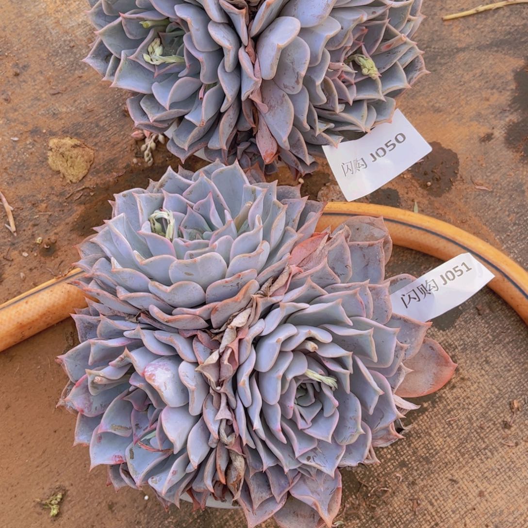 幸*露西娜Ｊ０５０-Ｊ０５１共两颗