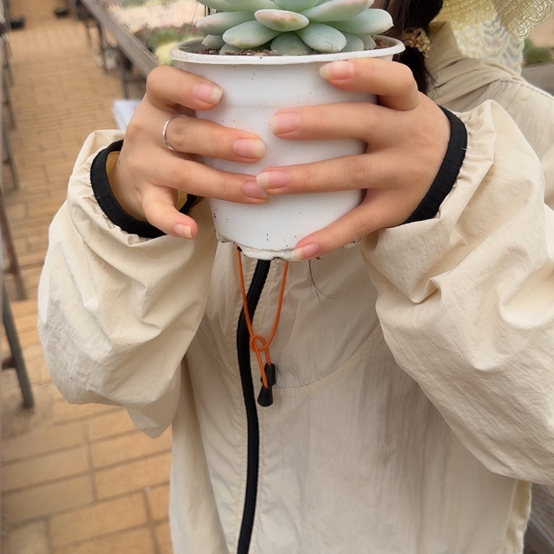 橙子锦多肉植物lj