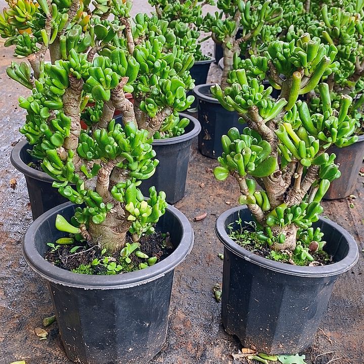 马蹄吸财树一物一拍多肉植物
