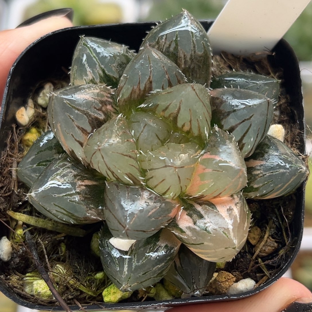 2实生玉露锦福利专场