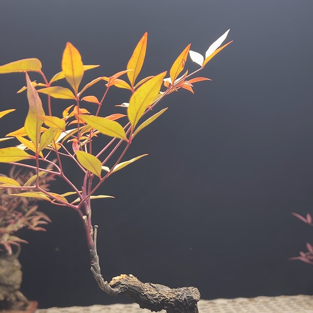 不开花植物000023