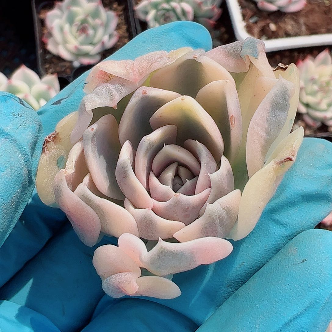 汉堡锦，覆轮锦砍头无根