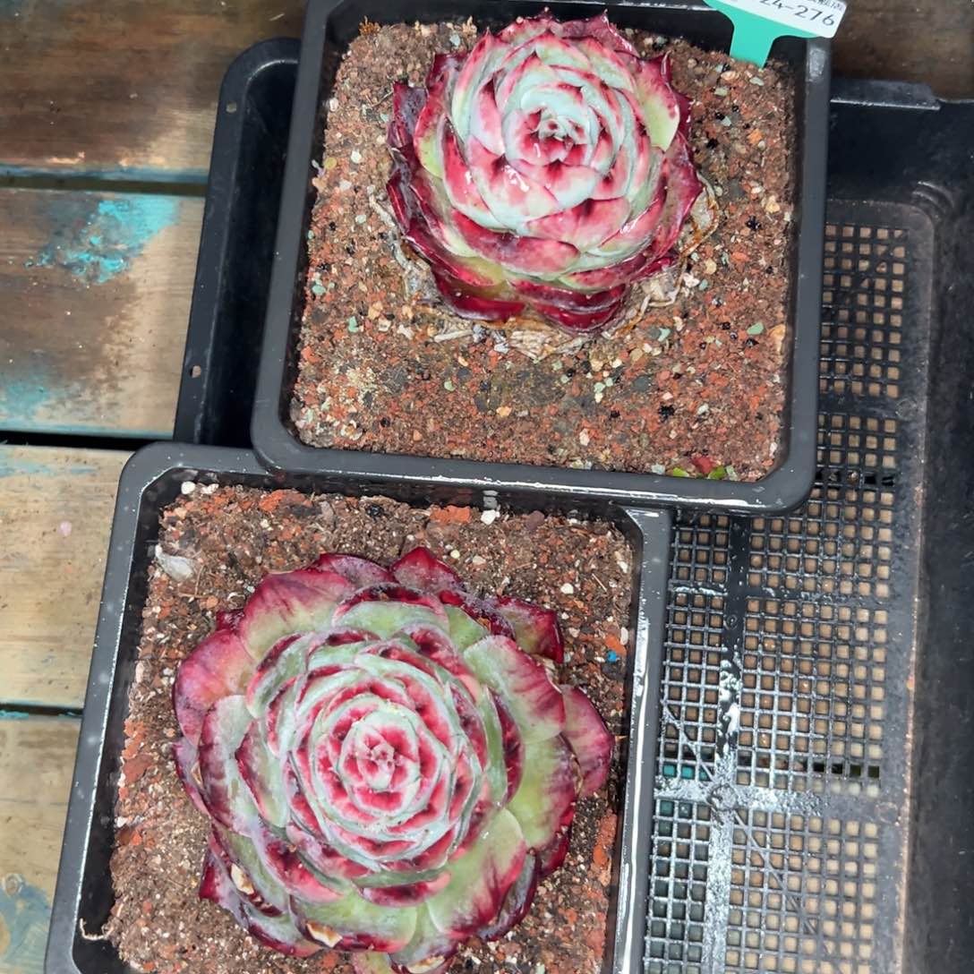 多肉一物一拍0124-276