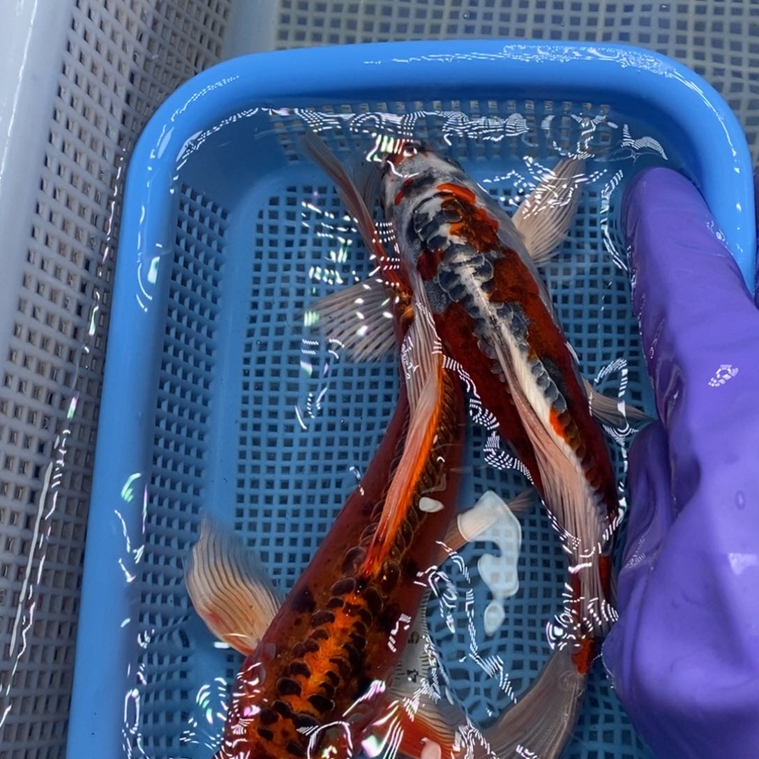 锦鲤冷水锦鲤包邮