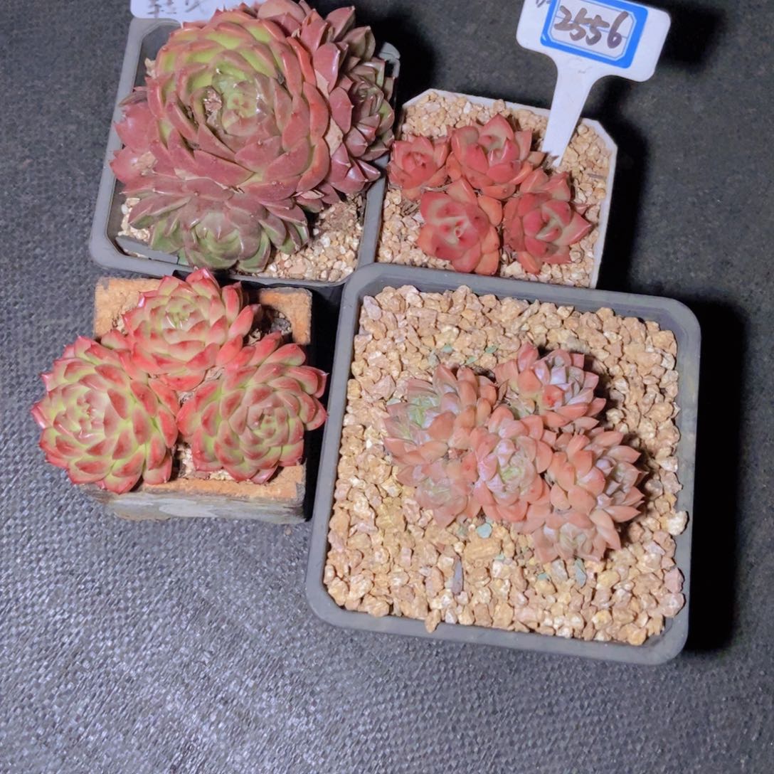 *****2556一组四颗修根