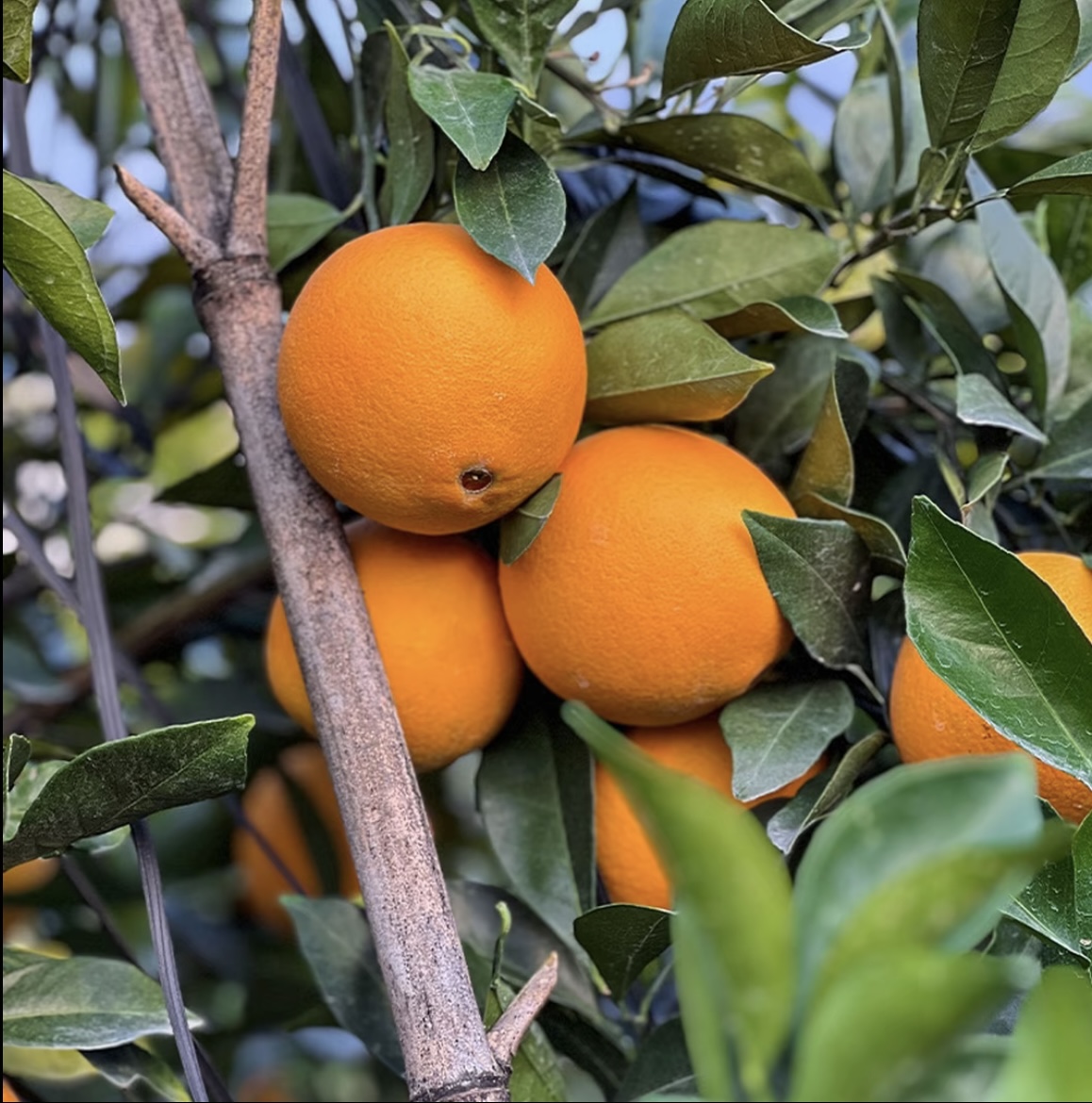 江西赣南脐橙10斤大果整箱批发孕妇儿童现摘新鲜水果手剥甜橙子