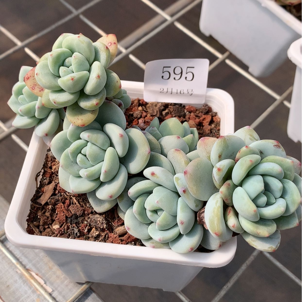 【闪购商品】云595冷香