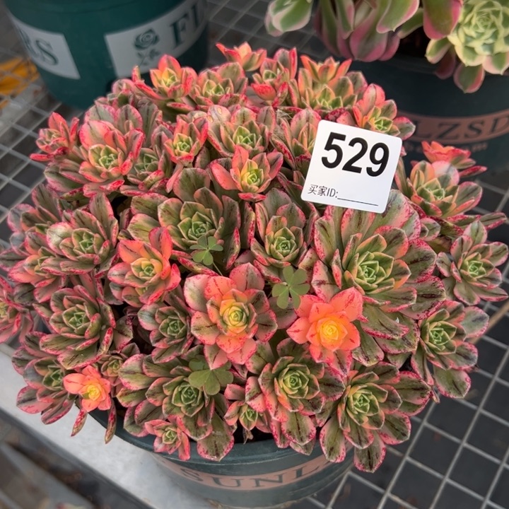 529甜茶20厘米嫩庄