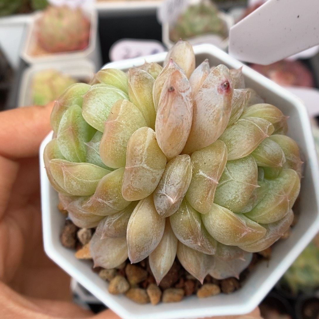 白色恋人可拍305号。