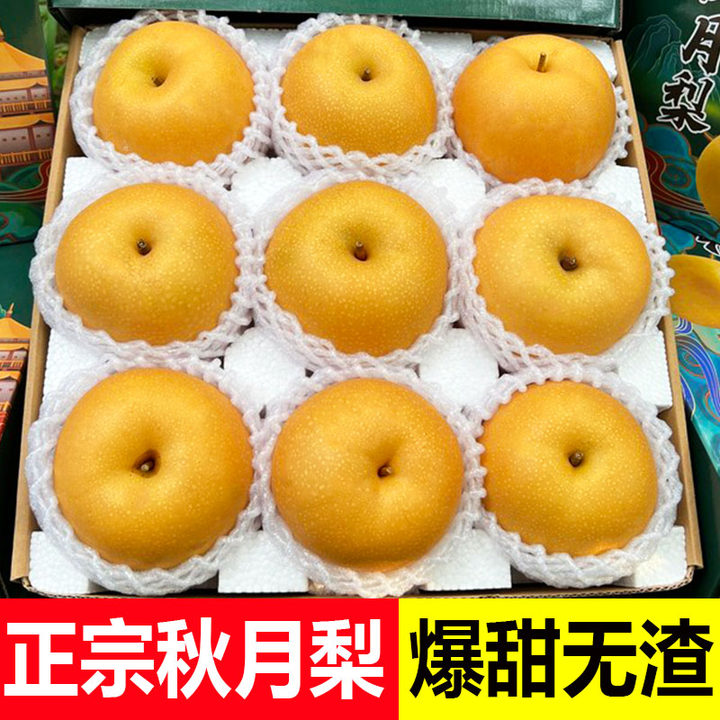 山东正宗秋月梨莱阳梨子新鲜水果当季冰糖羊脂5斤3斤10中秋礼盒