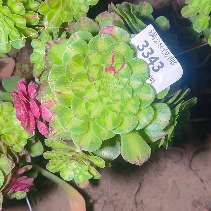 无花朵3343无根知否多肉植物