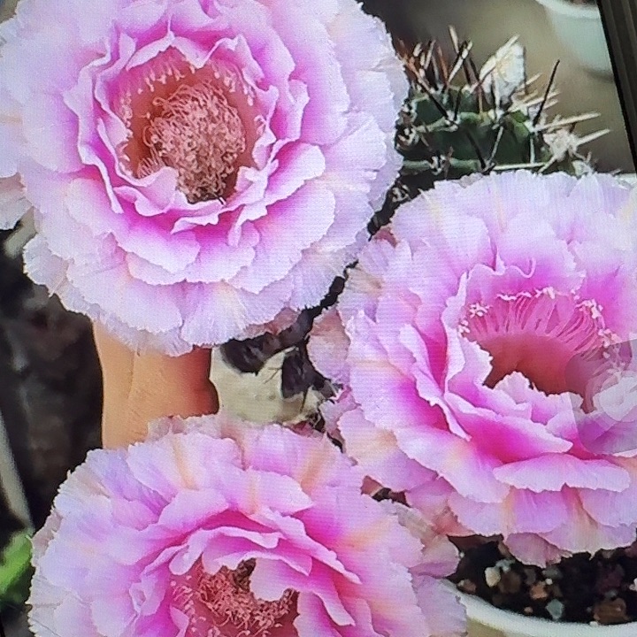 桃花落侧芽4公分左右彩草