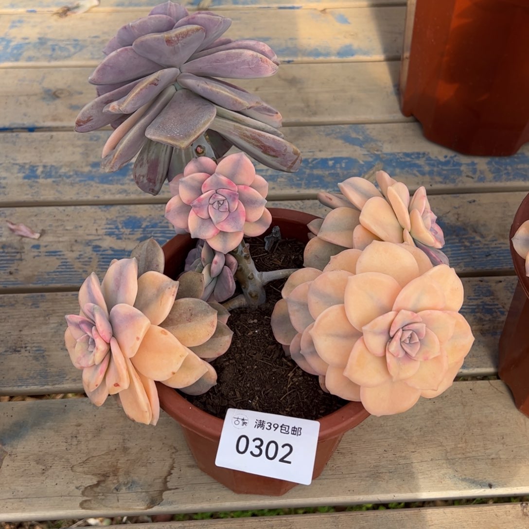 0302多肉植物纤维维生素