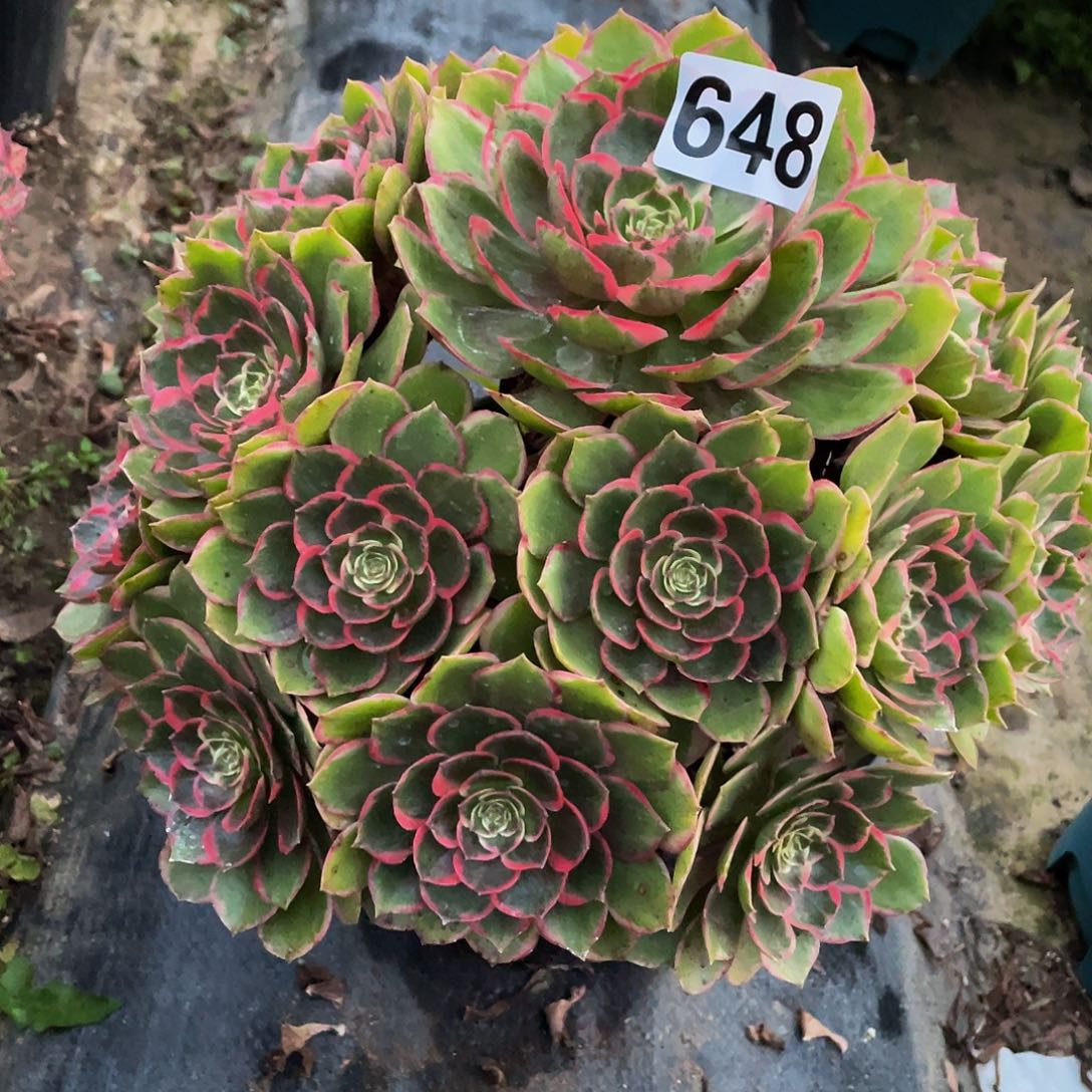 多肉法师648号粉花妖发货不包损