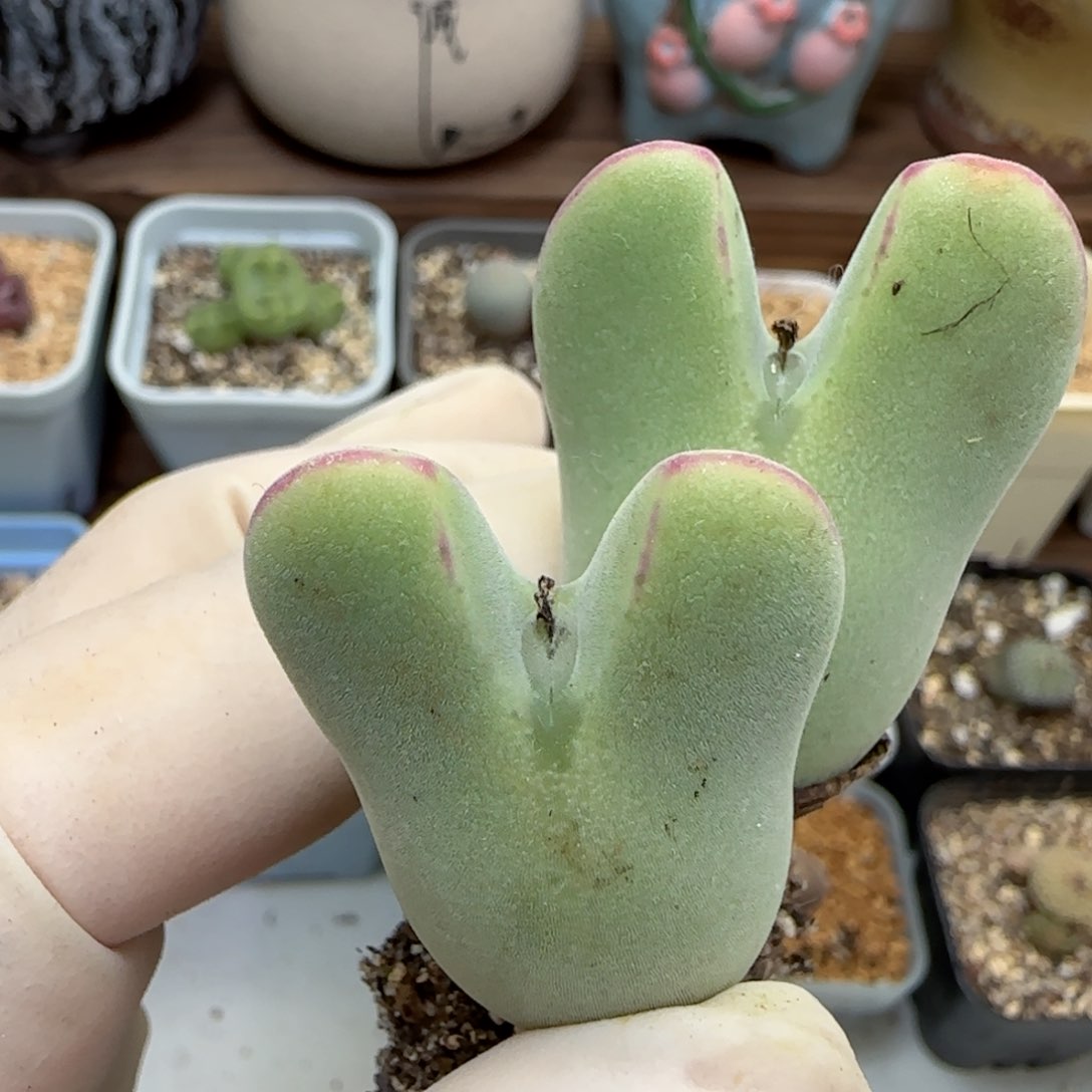 614毛将福利福利