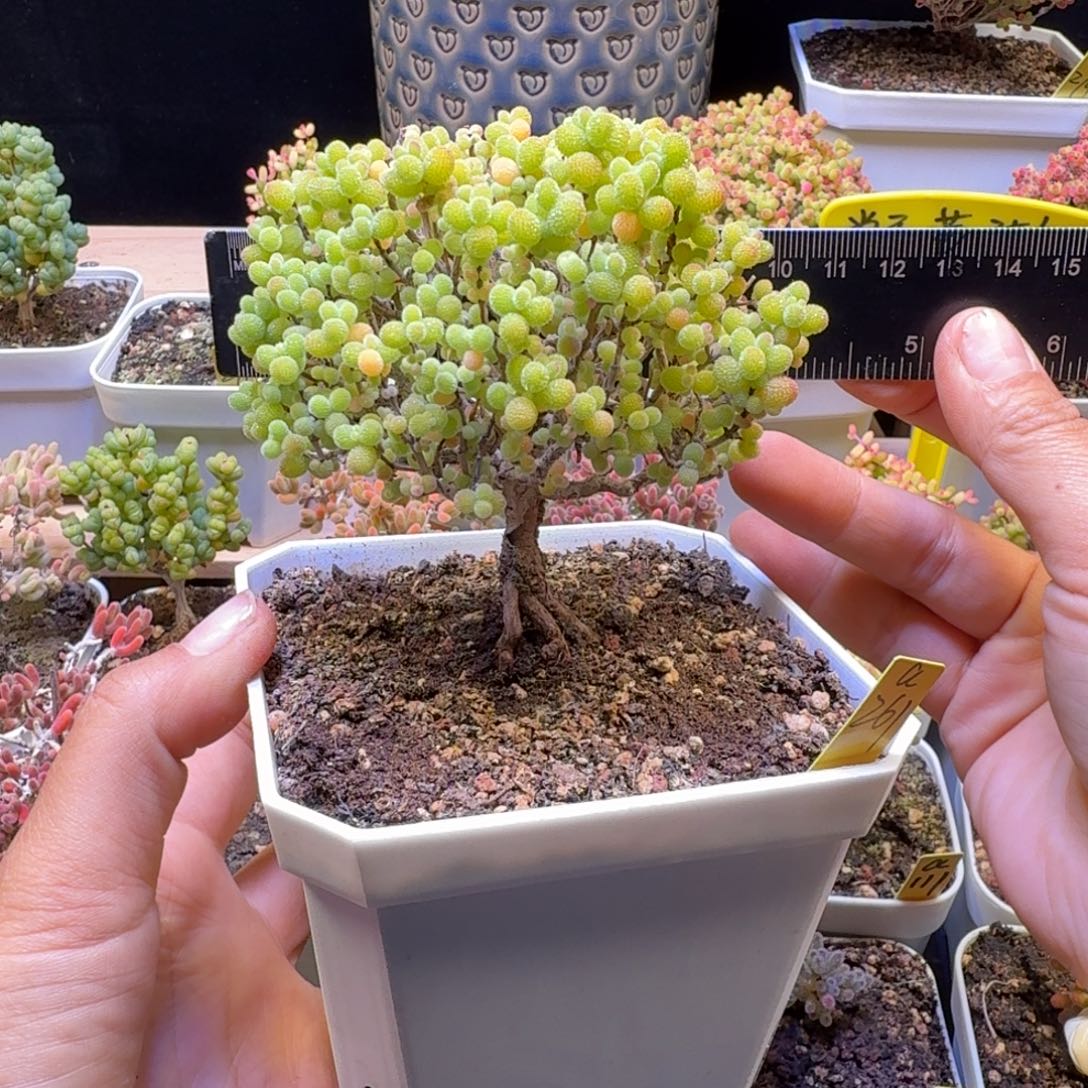 a261号金桔冠服9厘米学院