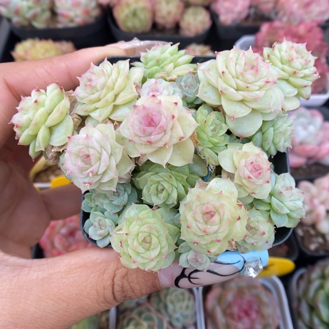 编号麦秆群生5323号