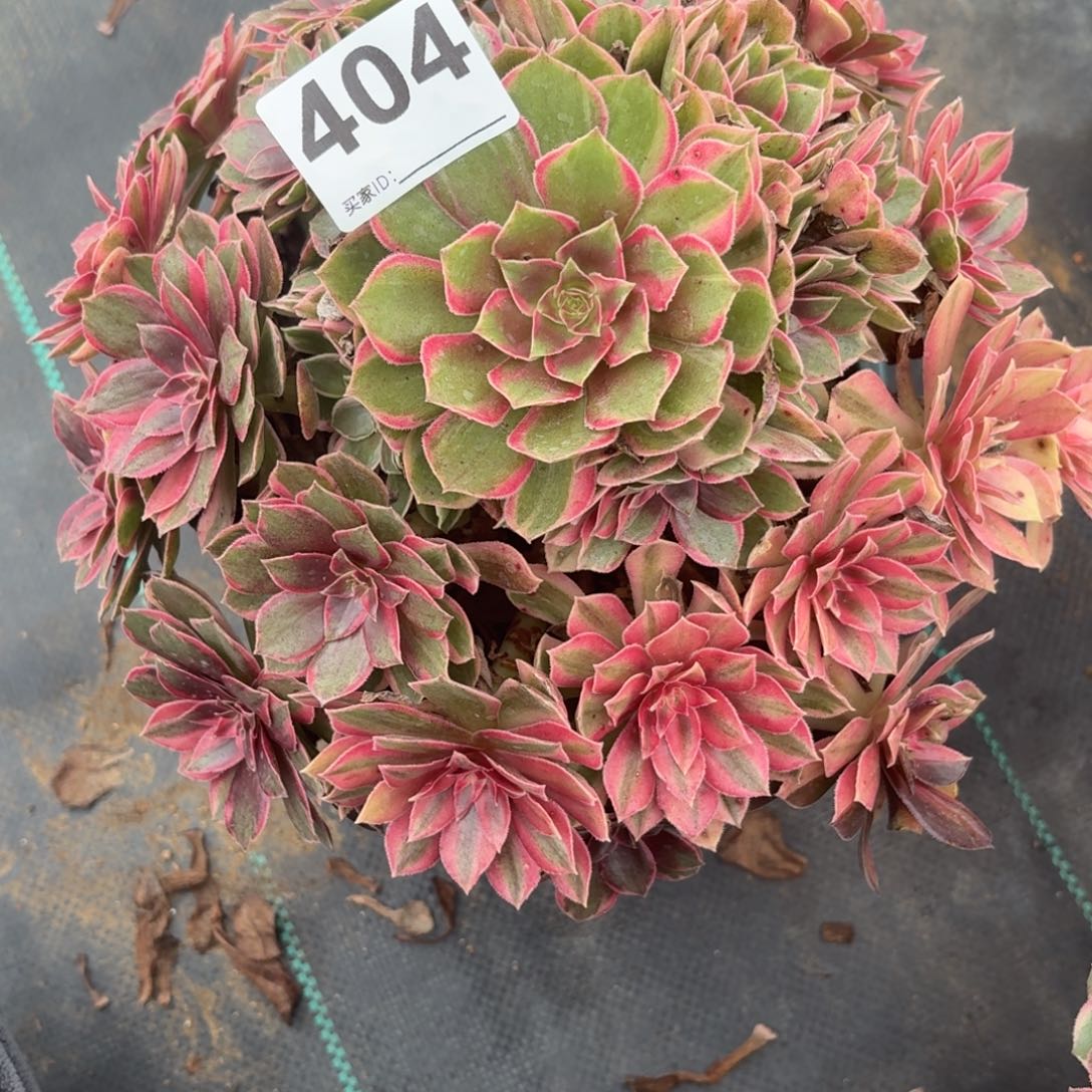 404黑膜锦服务肉植物福利